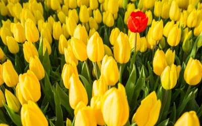 7 Gründe für einen Podcast als Marketinginstrument