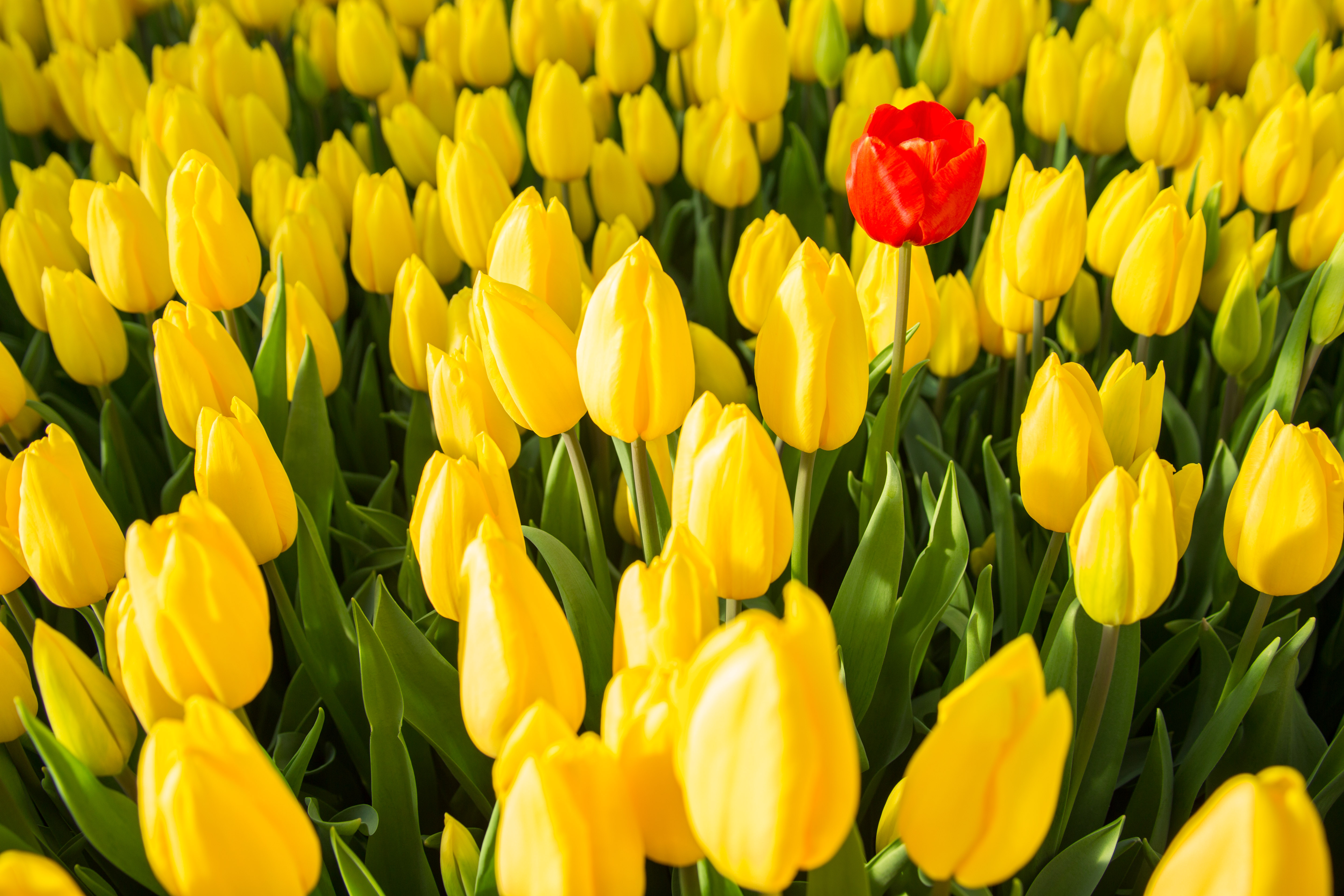 Feld mit gelben Tulpen und einer roten