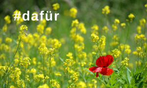 #dafür auf dem Bild einer Sommerwiese