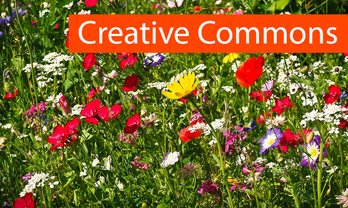 Foto einer Blumenwiese und Text: Creative Commons
